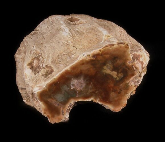 Polished Petrified Wood Limb - Madagascar #30264